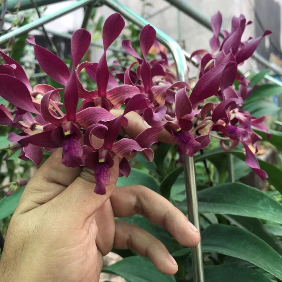 Denro nắng xưa Huyết Long