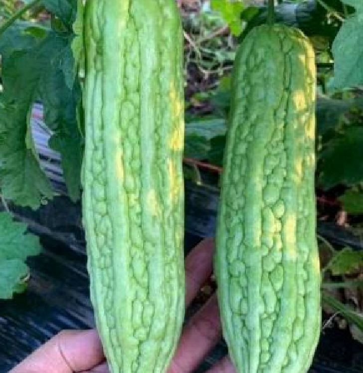 Hạt giống khổ qua khổng lồ - Gói 5 hạt (TẶNG gói kích thích hỗ trợ hạt nảy mầm)