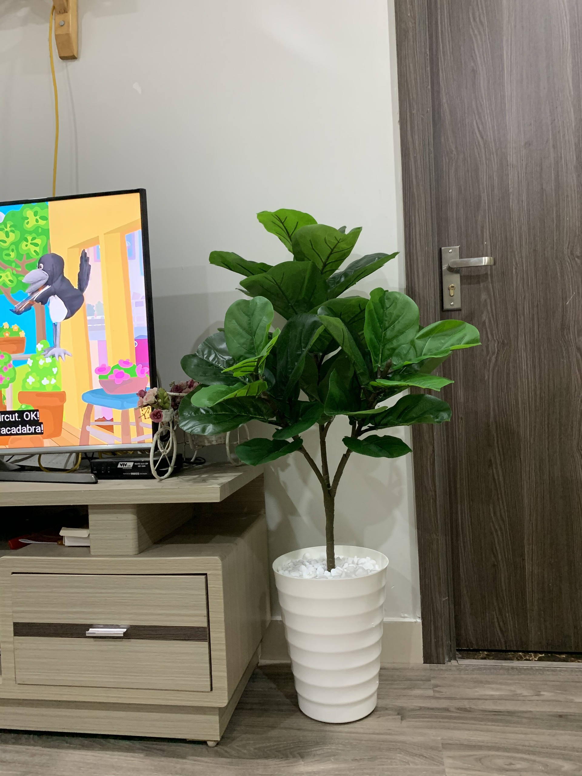 Cây Bàng Giả Singapore