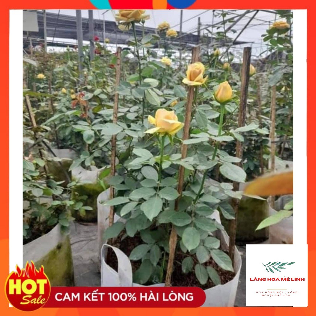 Hoa hồng Pine Dream rose – - Màu vàng đồng sang chảnh là giống hồng bụi , cây cho hoa bông to, hoa bền