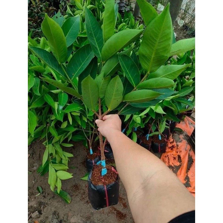 Cây Giống mận Đường Thái Lùn ( có thể trồng chậu - cây ghép siêu sớm)