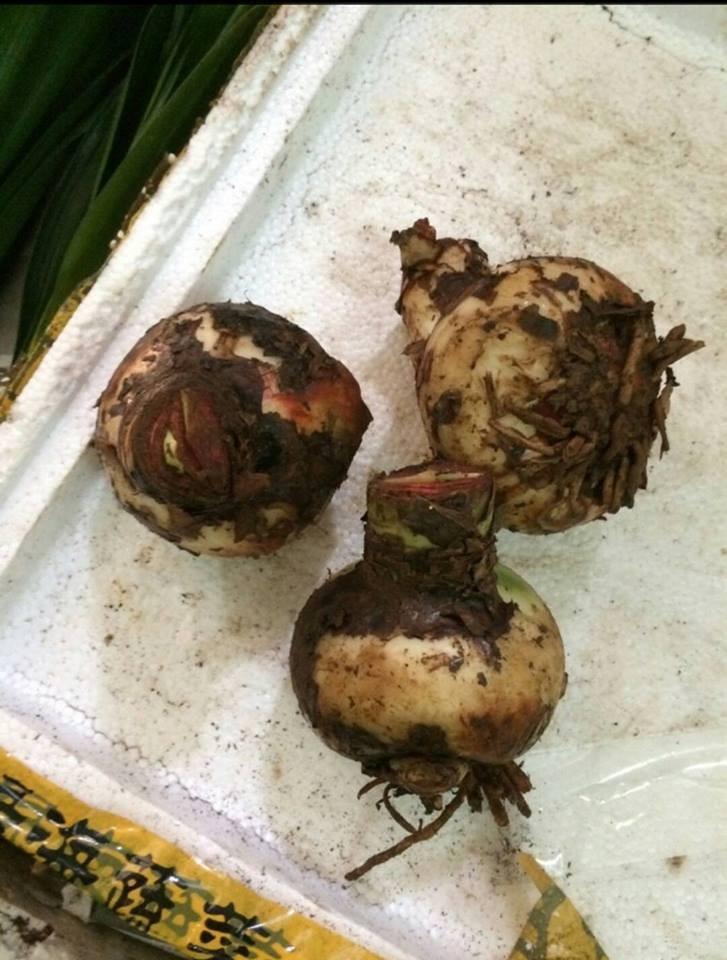 Set of 2 Lily Bulbs (1 Red Velvet Flower Bulb + 1 Peach Rose Bulb)