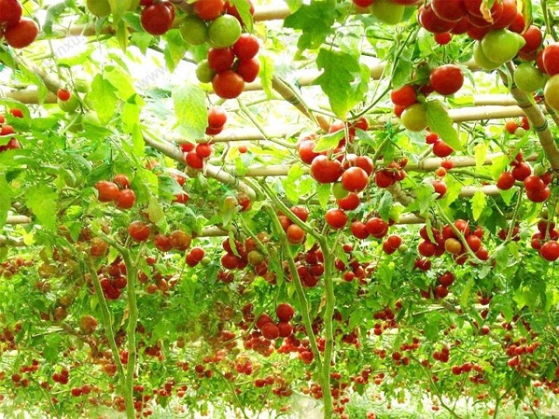 Hạt giống cà chua bạch tuộc F1
