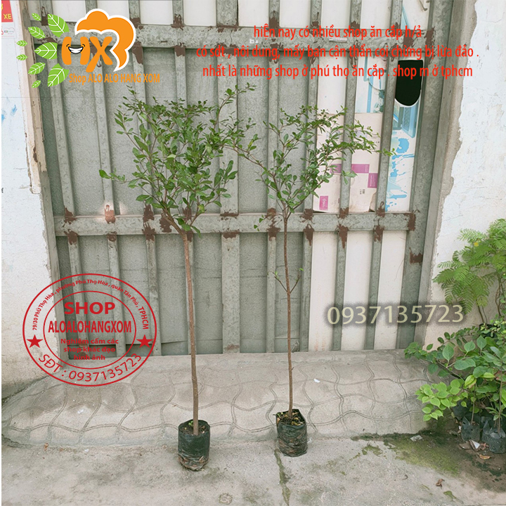 [HCM]cây bàng đài loan cao từ 70-90 cm ( combo 3 cây )