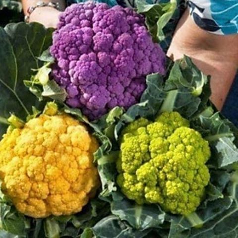 #hạt_giống súp lơ mix