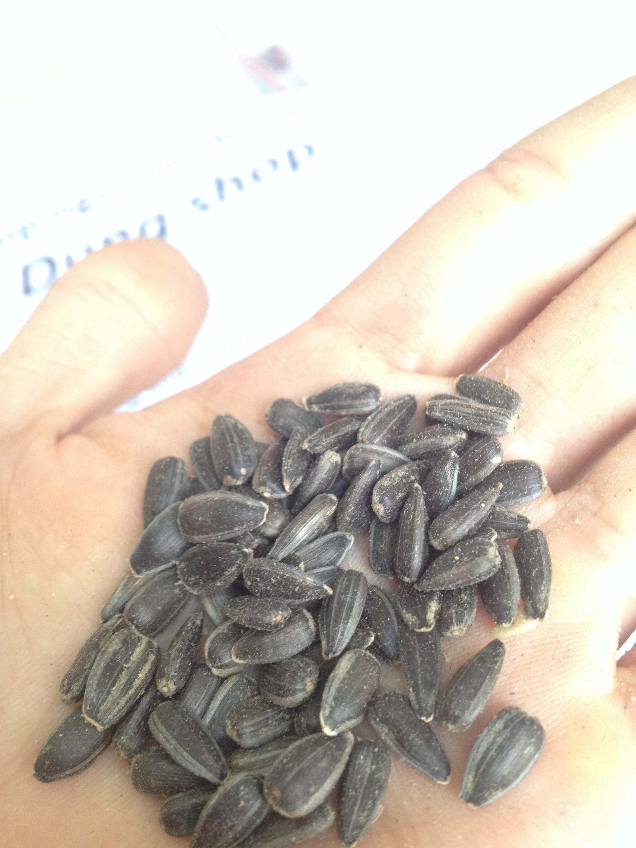 hạt hướng dương đen nhỏ cho chim