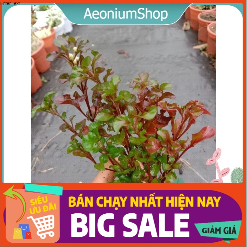 Cây rau dền nhật - rau dền đỏ - cây diệu kỉ đỏ