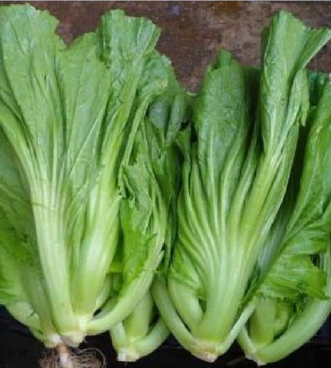Hạt giống rau Cải bẹ dưa - Gói 20gr