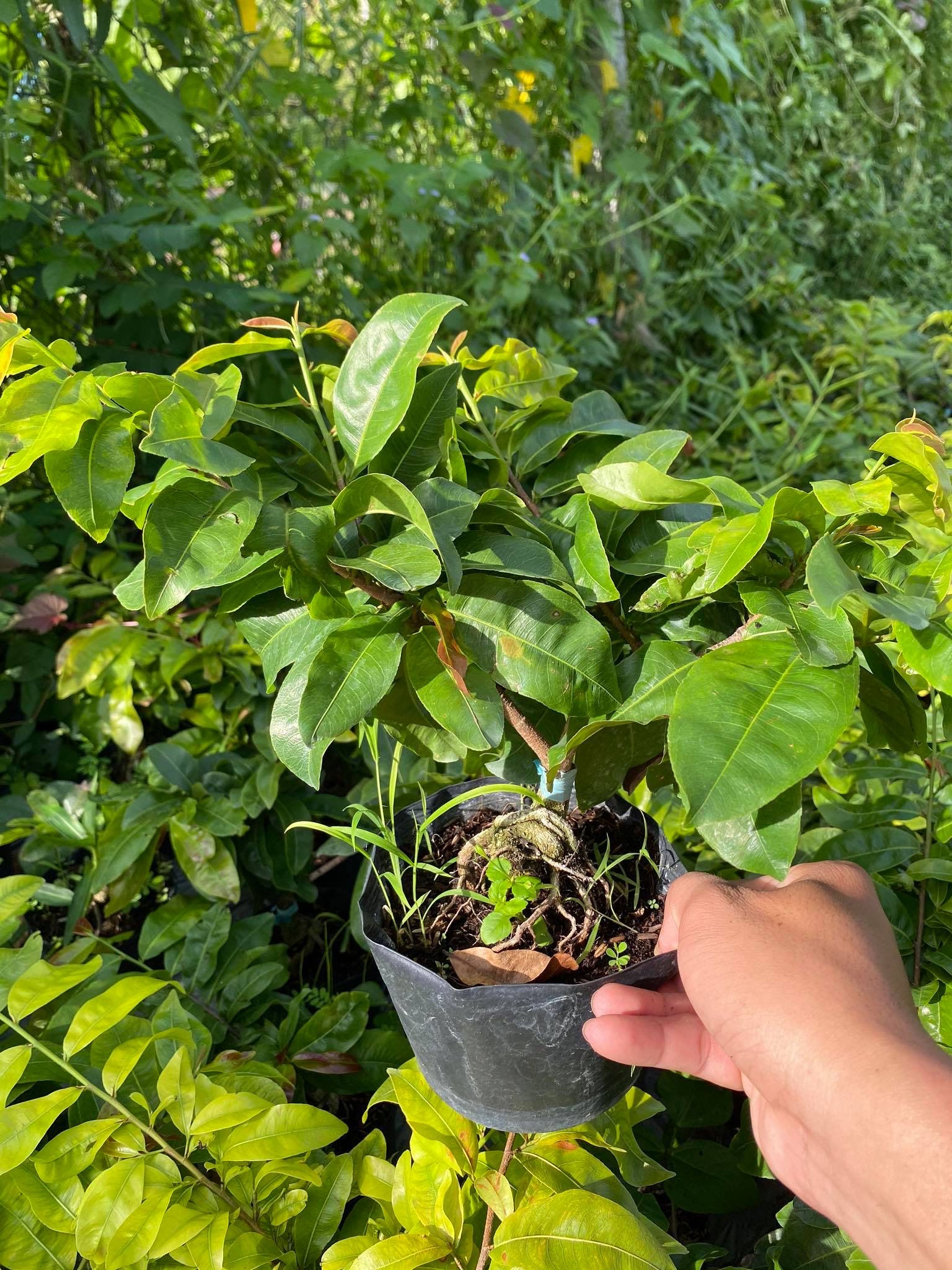 Hoa Mai Ngự Sử ( cây giống ghép)