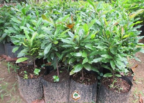 cây thần kỳ 30cm