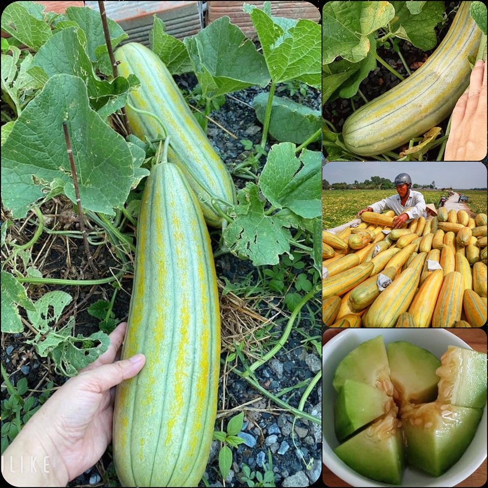 Hạt Giống Dưa Gang trái dài -gói 20 hạt