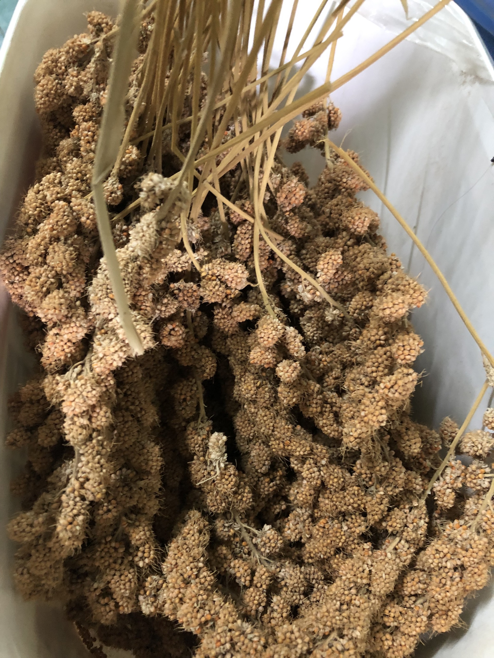 Kê chùm gói 500g/1kg