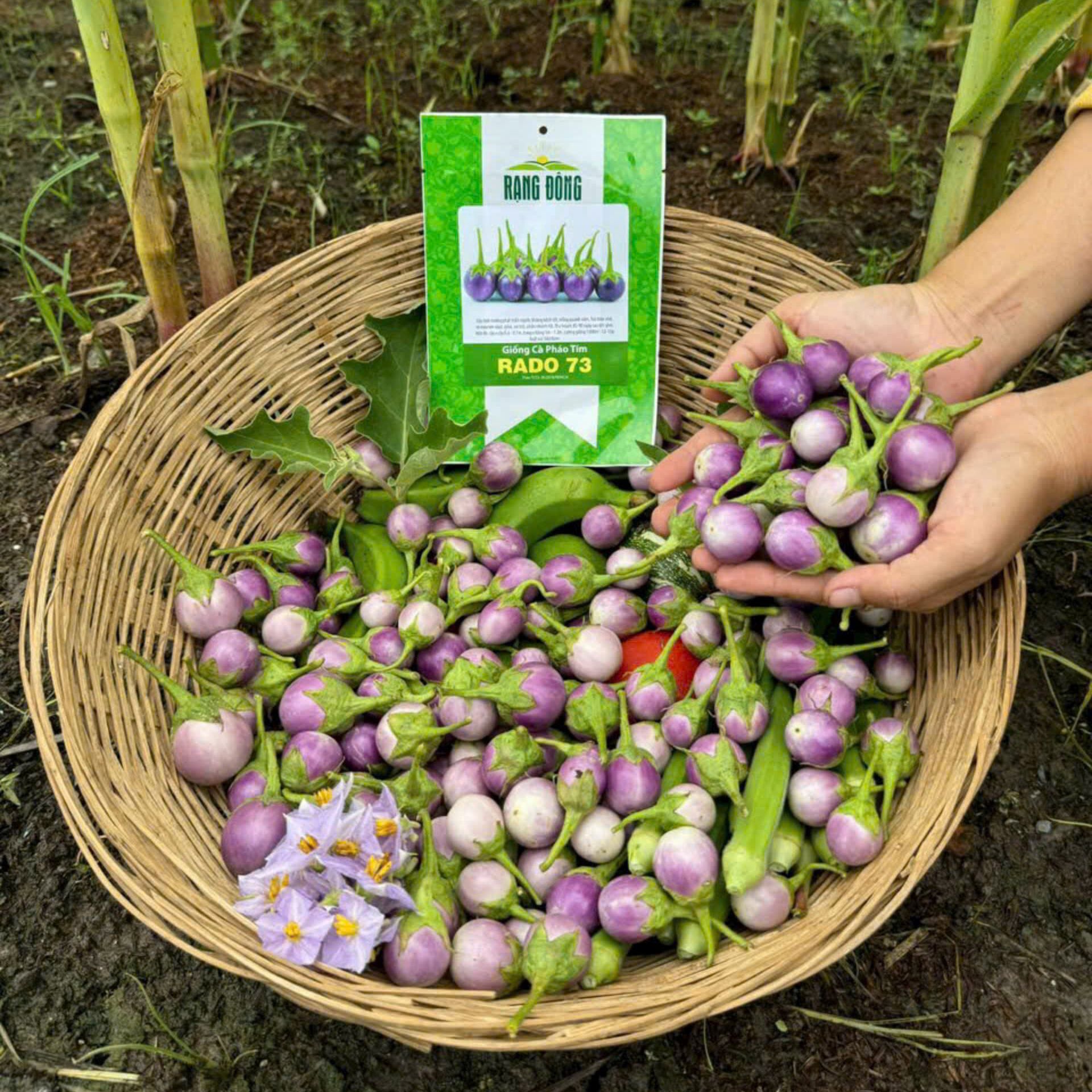 Hạt giống Cà Pháo Tím 73 (0,5g~100 hạt) nảy mầm tốt, kháng bệnh, trồng quanh năm - Hạt giống Rạng Đông