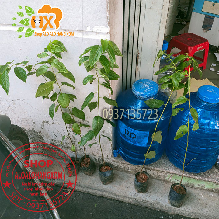 [HCM]combo 5 cây mai anh đào cây con [ cây giống ] .