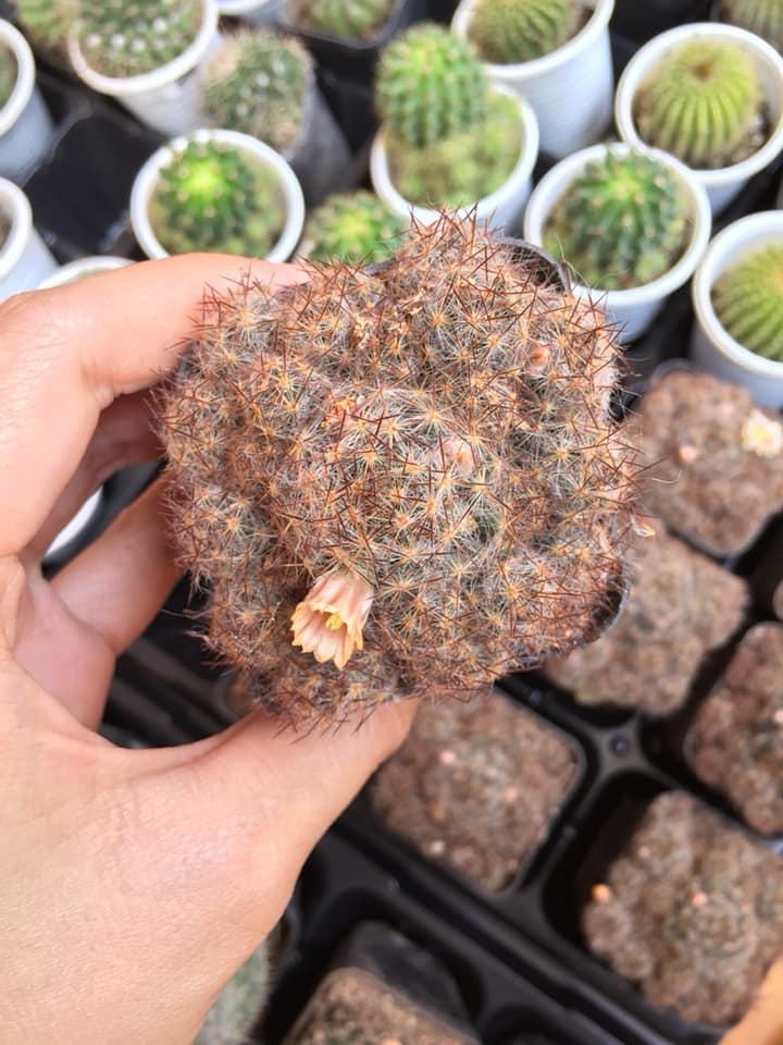 Xương rồng mami lớn