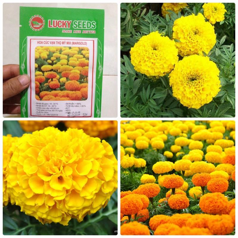 Hạt giống Hoa cúc vạn thọ Mỹ Nhiều Màu ( 1  gói 50 hạt )