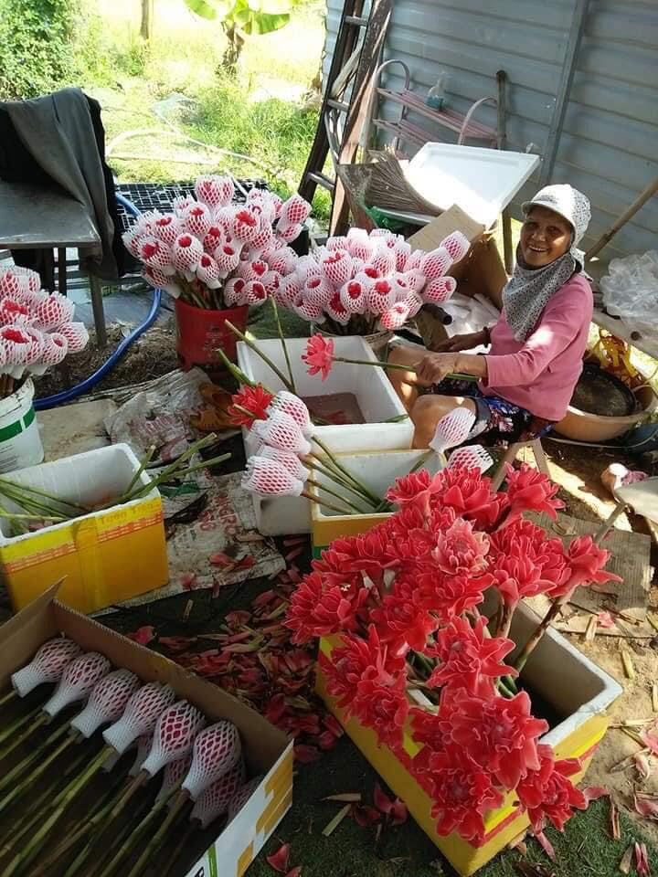 Sen Đa Lộc- Sen Cạn- Củ Giống