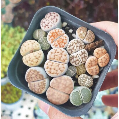 Lithops