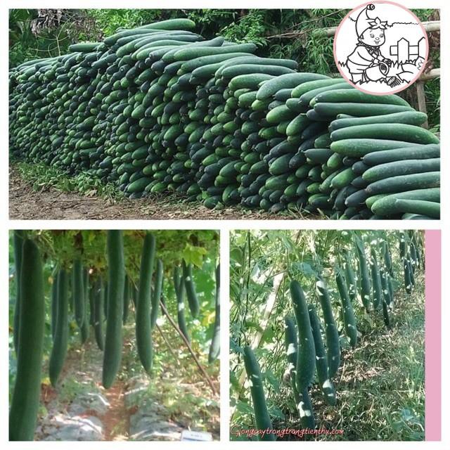 HẠT BÍ ĐAO CHANH, BÍ SẶT - GÓI 1 GRAM