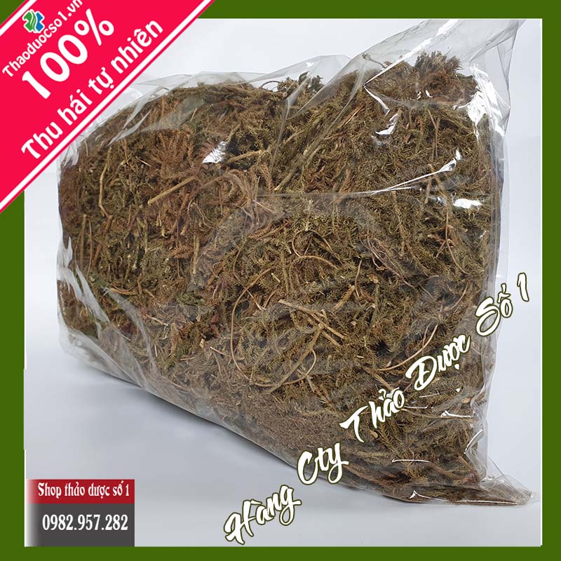 1kg cây thông đất SO1