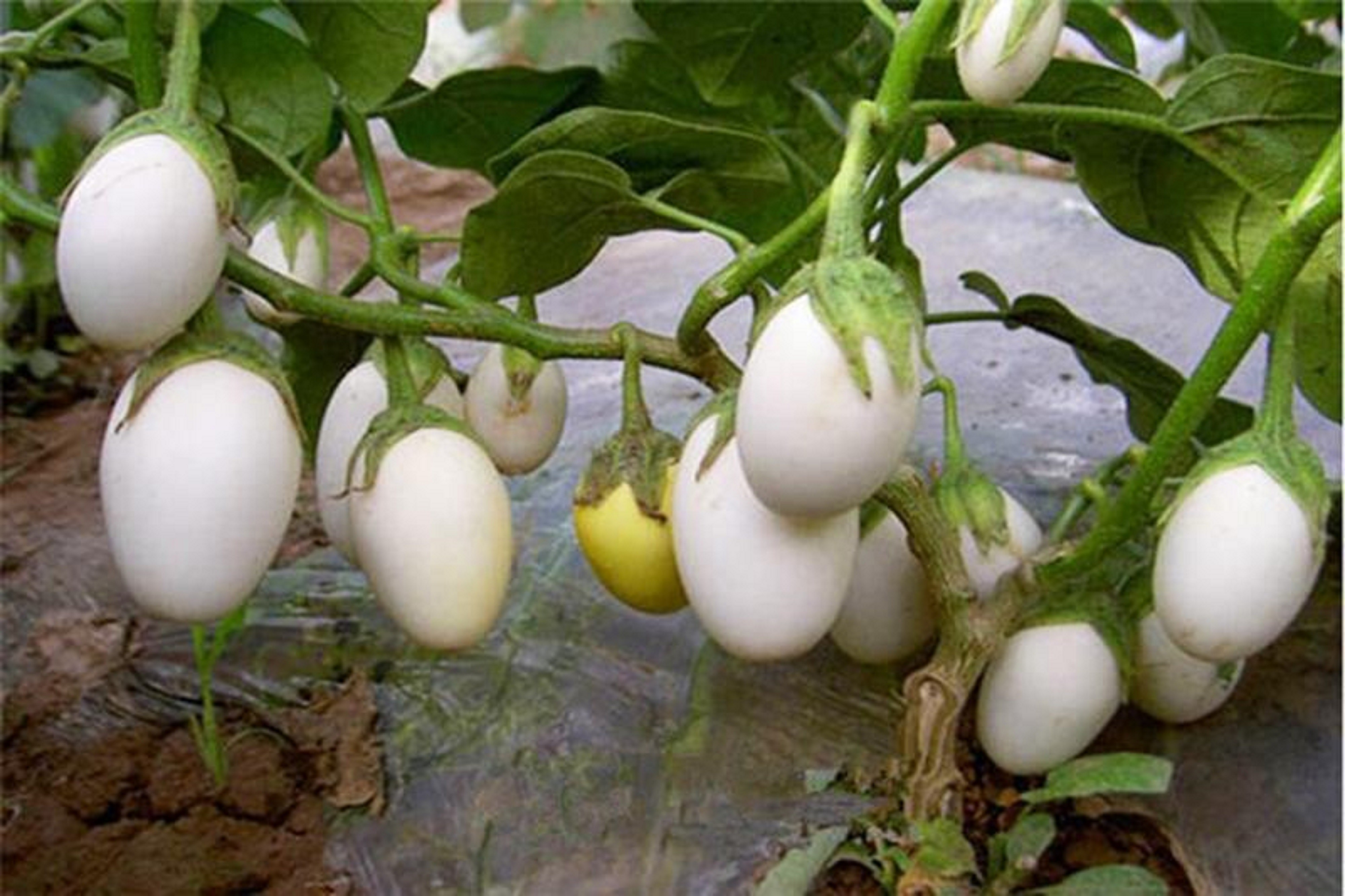 Hạt Giống Cà Pháo Trái Nhỏ (Cà pháo Trứng Trắng)- Gói 1 Gram