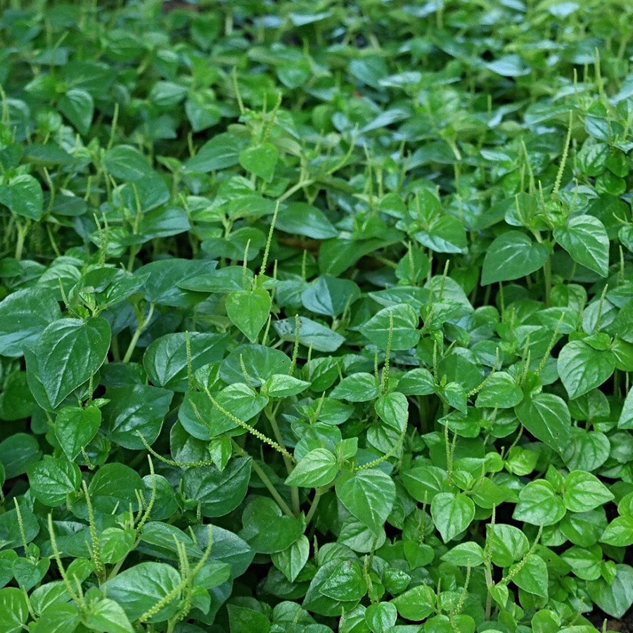 #Hạt giống rau càng cua 100 hạt