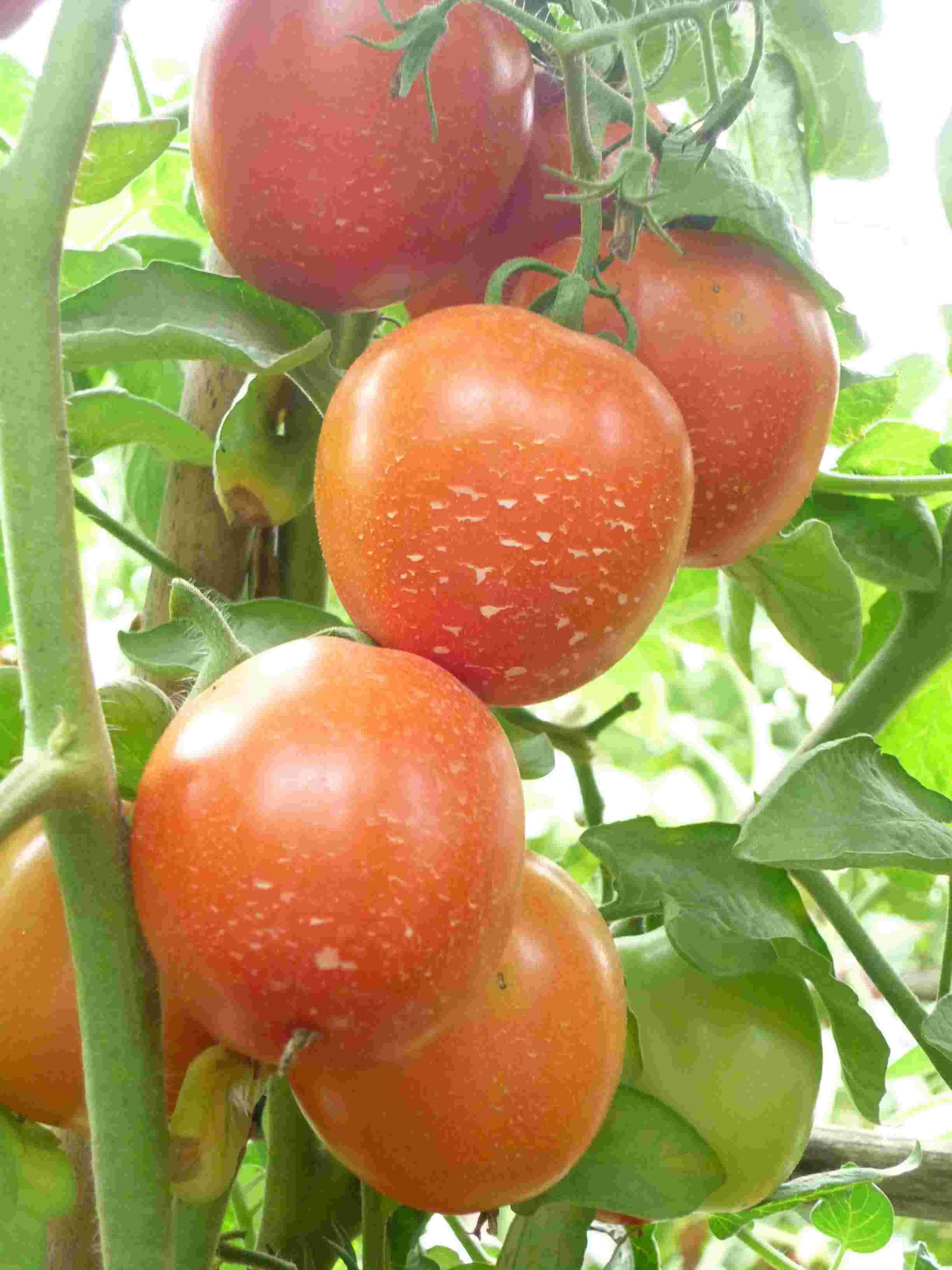 Gói 1g hạt giống cà chua F1 siêu kháng bệnh sinh trưởng khỏe phát triển mạnh mẽ tỉ lệ nảy mầm cao