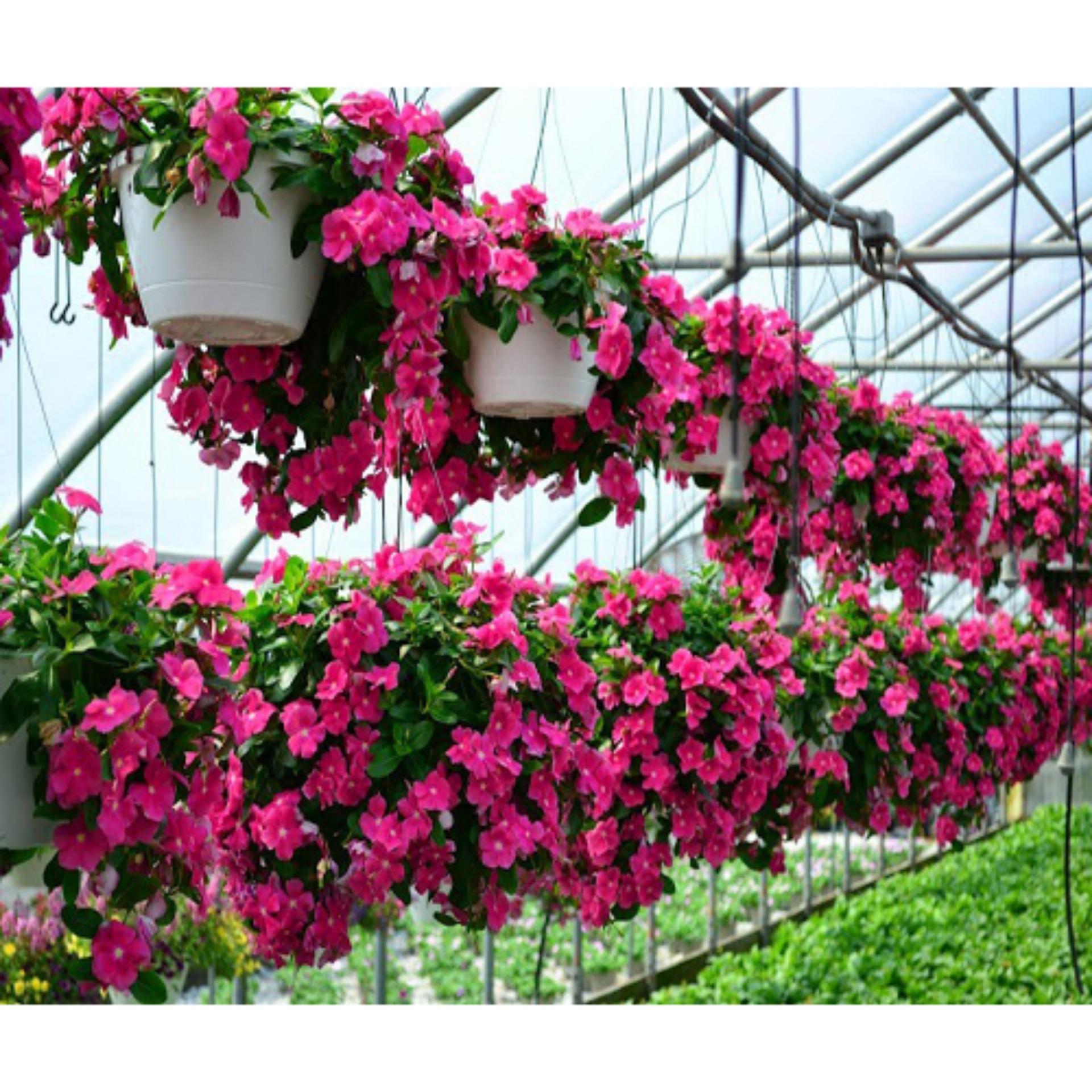 50 Hạt giống Dừa cạn hồng (tặng Kích nẩy mầm, Hướng dẫn ươm)