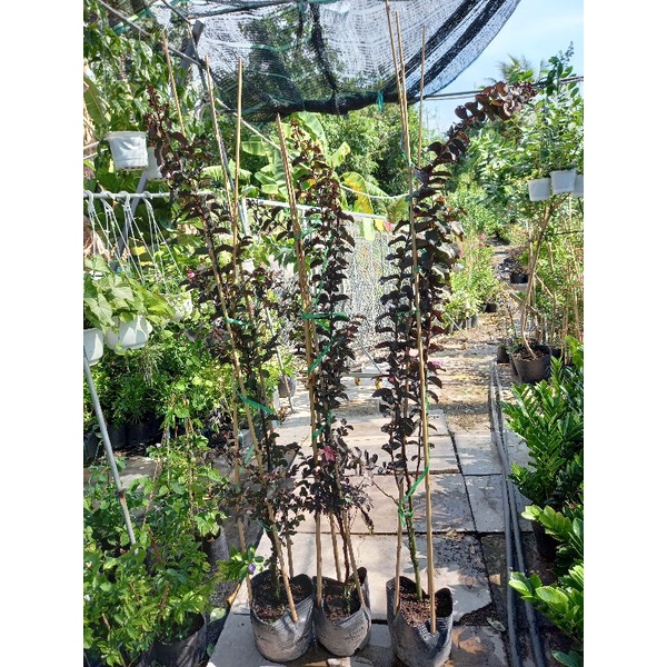 tường vy huyết long cao 1m