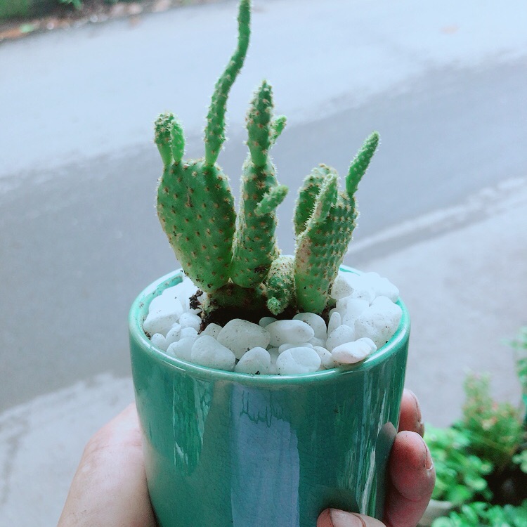 Chậu Xương Rồng Tai Thỏ