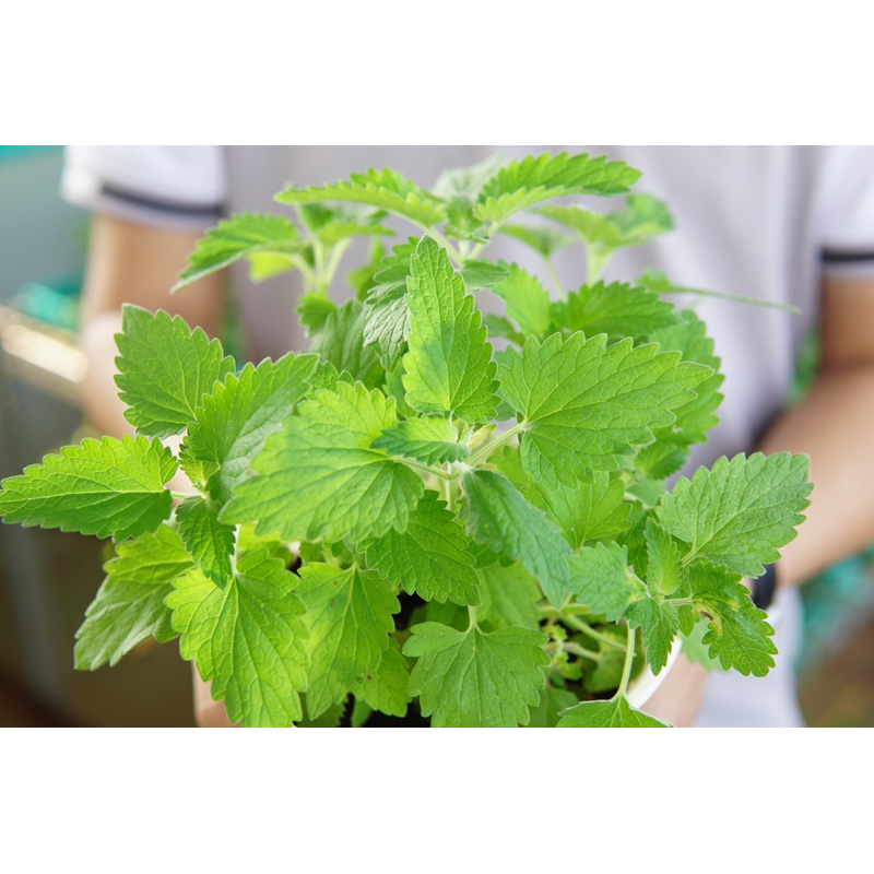 Cây Bạc Hà Mèo JUN GARDEN Catnip Và Catmint