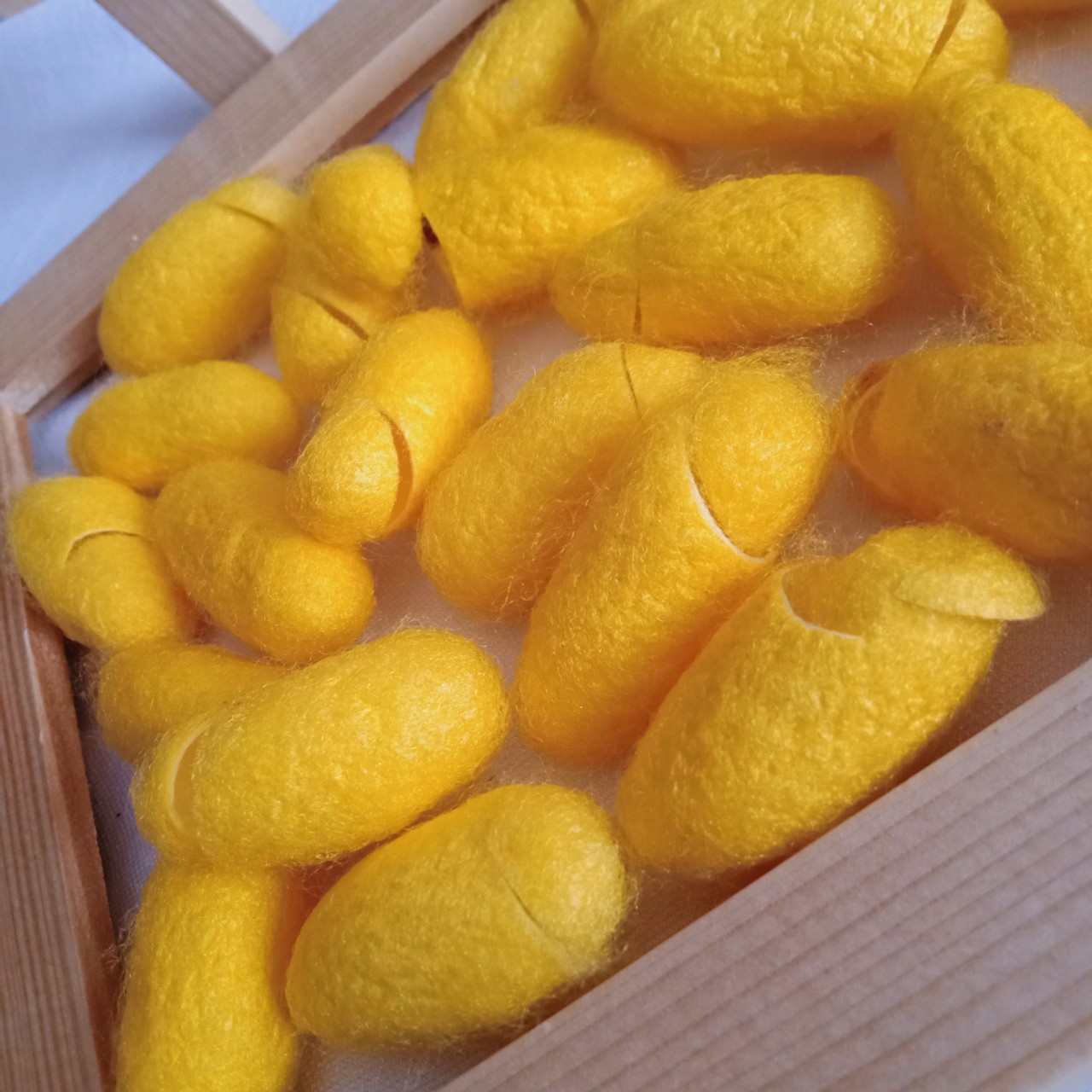 Kén tơ tằm rửa mặt (30 kén)