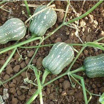 10 HẠT GIỐNG BÍ ĐỎ HẠT ĐẬU (vườn ươm eakamart)