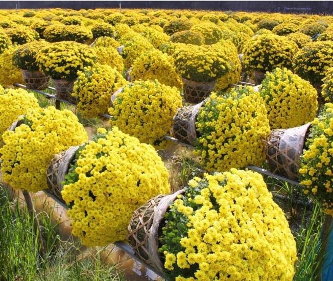 30 Hạt giống hoa Cúc mâm xôi