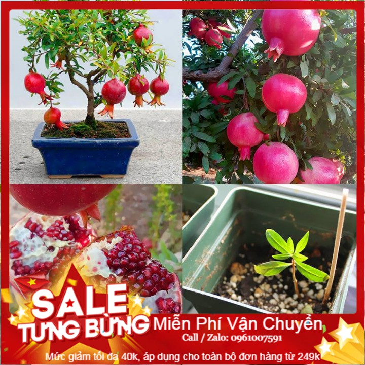 Hạt Giống Cây Lựu Lùn - 10 Hạt