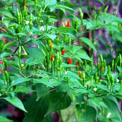 Hạt Giống Ớt Xiêm Rừng Siêu Trái (0.2gr)