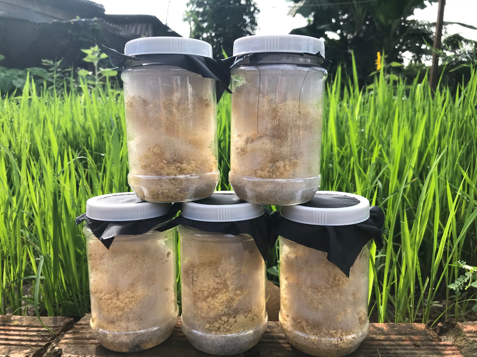 10gram Trứng Ruồi Lính Đen