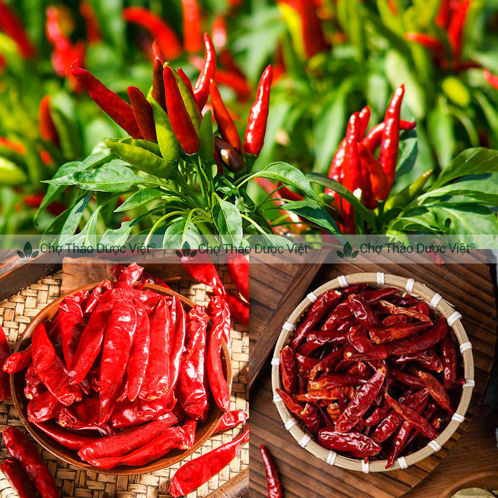 Ớt khô 100g ( Ớt nguyên quả khô, cay nồng, gia vị lẩu cay) - Chợ Thảo Dược Việt