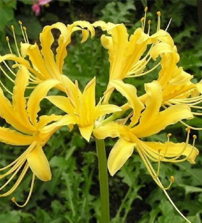 Củ giống hoa bỉ ngạn hoa màu vàng ( 1 củ + 1 viên nén xơ dừa ươm củ )