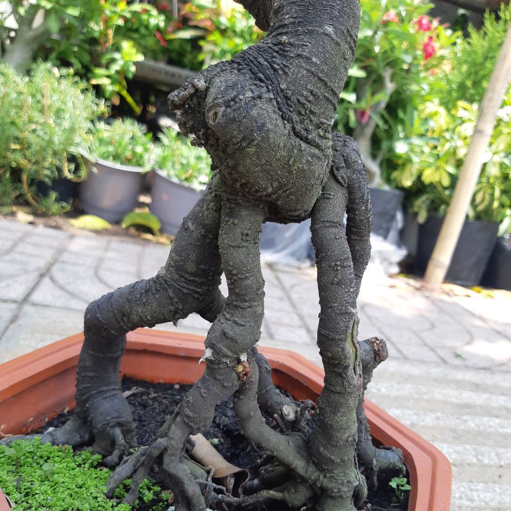 phôi khế nhật gốc quái