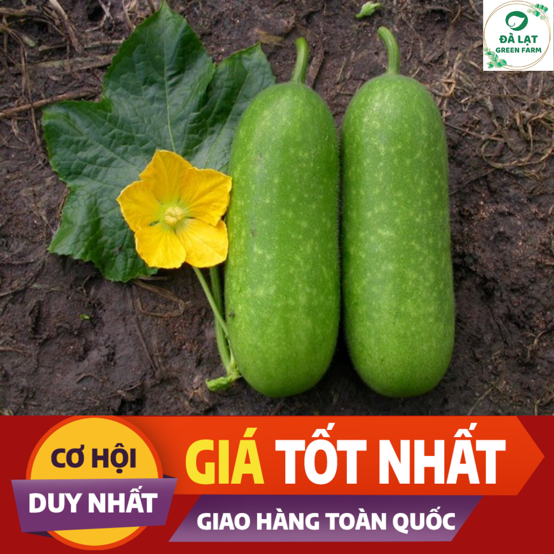 10H_HẠT GIỐNG BÍ ĐAO CHANH SIÊU TRÁI