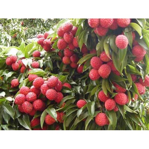 (Cây ăn quả) vải thiều chiết