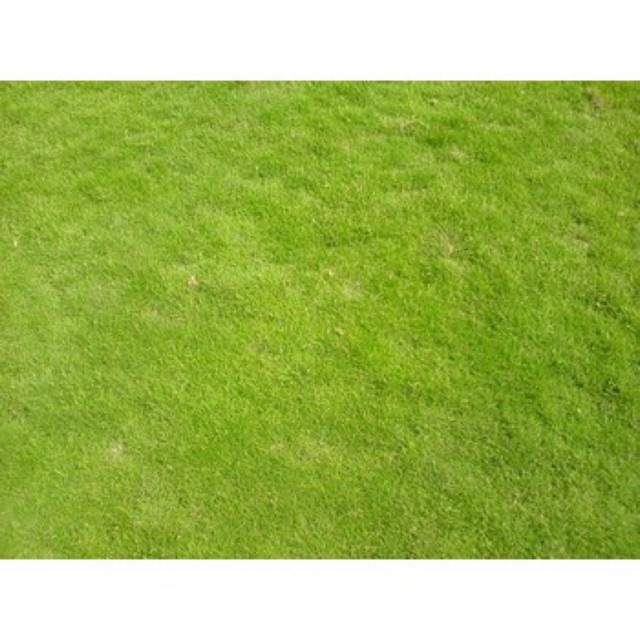 Hạt Giống Cỏ Nhung Nhật 100G