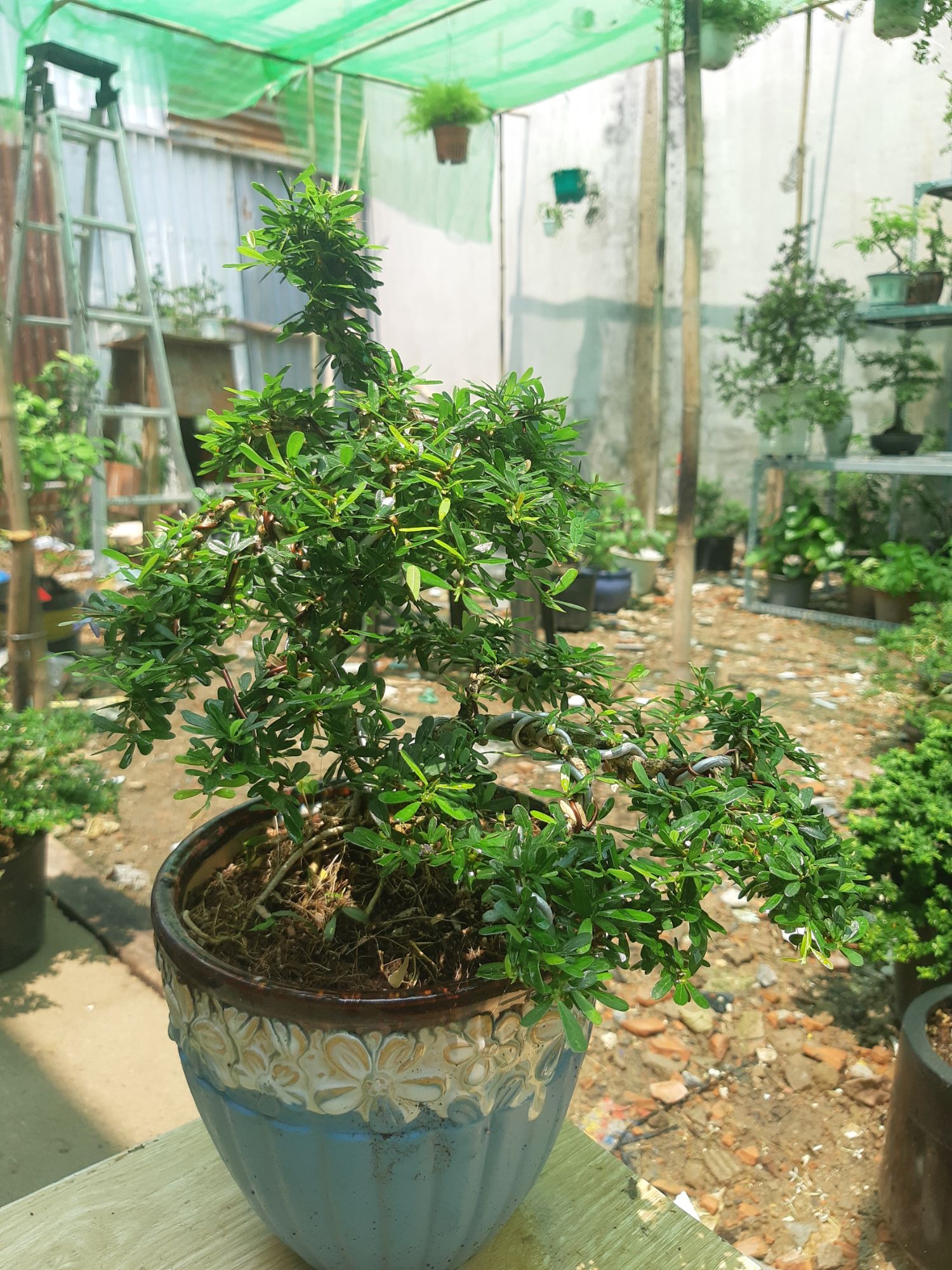 linh sam bonsai chậu đẹp