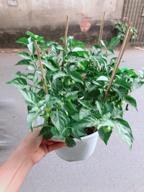 Chậu Ớt Kiểng Trái Tim