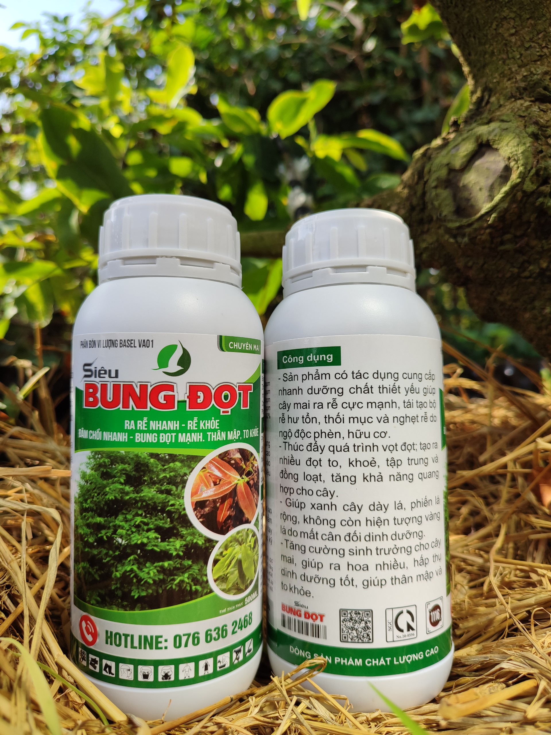 Ra rễ bung đọt mai vàng