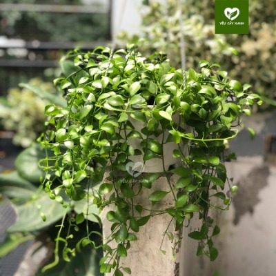 Cây Treo Lan Đô La trang trí ban công, sân vườn