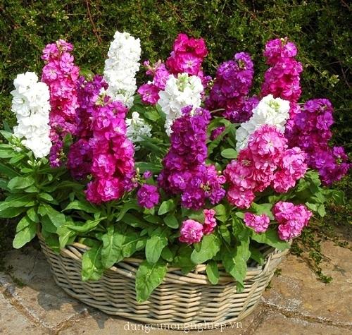 Hạt giống hoa Hoàng Anh mix  màu - ( 50 hạt/gói )