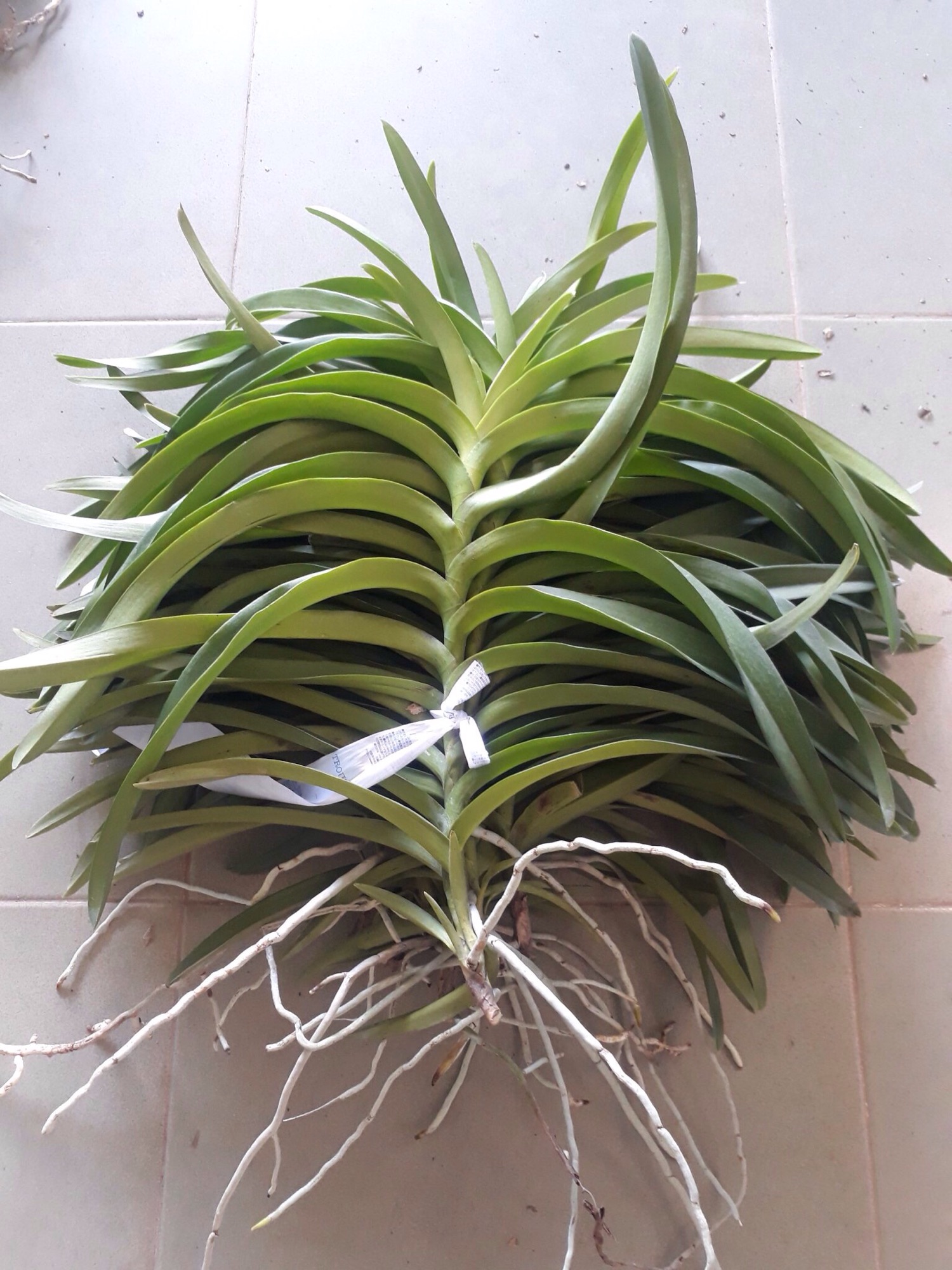 5 cây giống lan Mokara cao 15-20cm nhiều màu đỏ vàng tím hồng cam ngoài trời & sân vườn đồ dùng làm vườn cây cảnh hạt giống củ giống