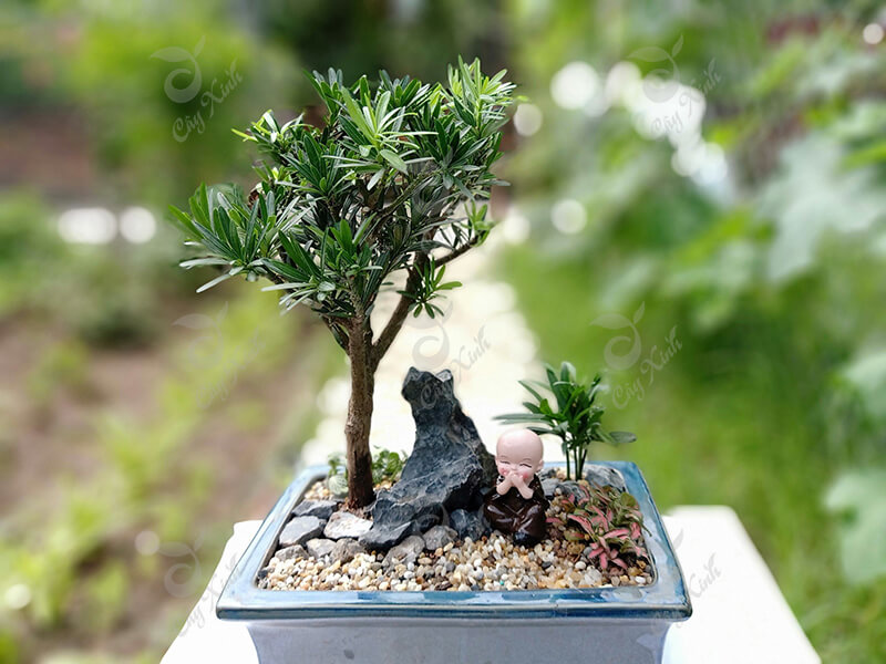 Cây giống tùng la hán bonsai